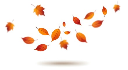 Fototapeta premium autumn leaves are falling flying white background isolated