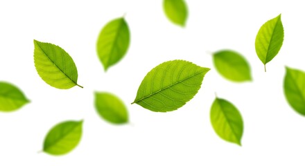 Fototapeta premium Green Floating Leaves Flying Leaves Green Leaf Dancing white background isolated