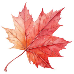 Canada Dayvibrant hand painted watercolor illustration of red maple leaf