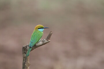 Sri Lankan Birds in the Wild, Sri Lanka 