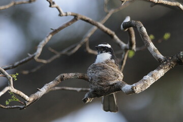 Sri Lankan Birds in the Wild, Sri Lanka 