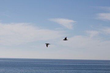 Two birds flying in the sky over the ocean in San Diego California