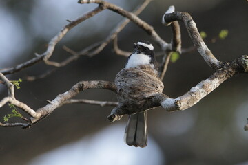 Sri Lankan Birds in the Wild, Sri Lanka 