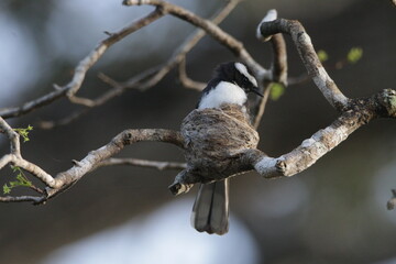 Sri Lankan Birds in the Wild, Sri Lanka 