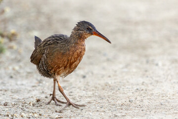 Endangered Ridgway’s Rail