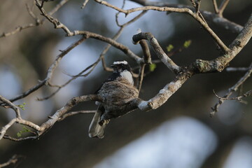 Sri Lankan Birds in the Wild, Sri Lanka 