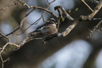 Sri Lankan Birds in the Wild, Sri Lanka 