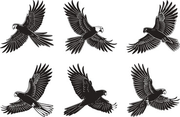 Obraz premium Elegant Black Cockatoo Illustrations Exotic Bird Collection.