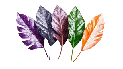Vibrant Colorful Leaves with Water Drops on a Transparent Background for Nature Themes
