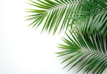 Lush Green Palm Leaves Bordering White Background Ideal for Tropical, Nature, or Freshness Themes in Design and Advertisements