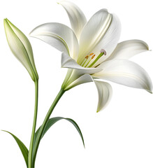 Obraz premium The beautiful Lily flower plant blooms with delicate petals, adding elegance and color to gardens. 