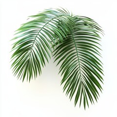 Fototapeta premium Lush Green Palm Leaves Isolated on White Background for Tropical and Nature Inspired Designs, Perfect for Illustrations and Decoration Purposes