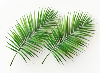 Obraz premium Lush Green Palm Leaves Isolated on White Background for Tropical, Natural, and Exotic Themes in Design Projects or Marketing Materials
