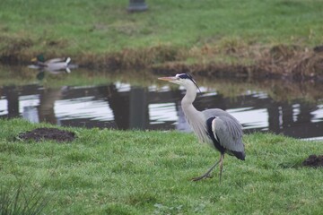 Grey Heron bird in nature walking around Dutch windmill