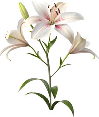 Obraz premium The beautiful Lily flower plant blooms with delicate petals, adding elegance and color to gardens. 