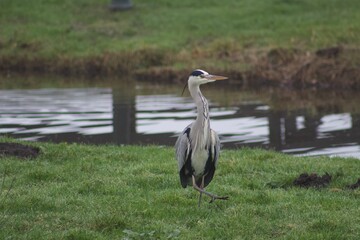 Grey Heron bird in nature walking around Dutch windmill