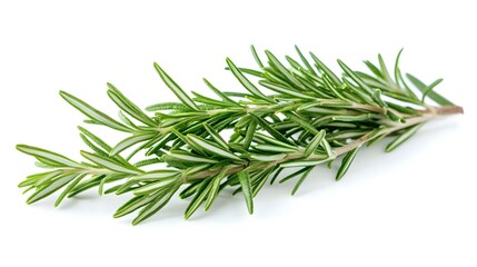 Fototapeta premium rosemary isolated on white background