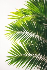 Lush Green Tropical Palm Leaves Isolated on White Background Casting Natural Shadows and Highlighting Vibrant Organic Textures for Design and Decoration