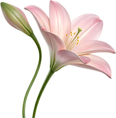 Fototapeta premium Exquisite Lily flower sculpted from gemstones, showcasing intricate craftsmanship and beauty.