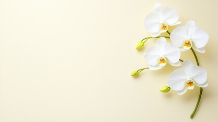 Obraz premium A delicate arrangement of white orchids against a soft yellow background, exuding elegance and tranquility.