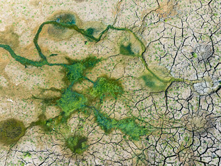 Blooming green water. Green algae polluted in dry river