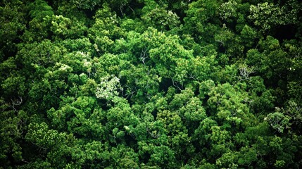 Naklejka premium A majestic forest scene filled with tall trees reaching towards the sky in a natural environment