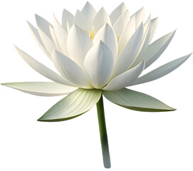 Fototapeta premium A stunning Lotus flower showcasing grace and elegance, representing purity and serenity in nature. 