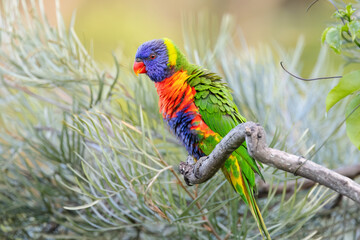 A rainbow lorikeet with its spectacular multi-colored feathers fluffed up as it sits on a branch and shakes itself in a suburban garden on the Gold Coast in Queensland, Australia.