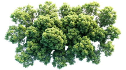 Vibrant Green Canopy: A dense cluster of lush, verdant foliage, showcasing the rich textures and organic forms of multiple leafy trees and bushes