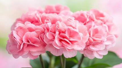 Fototapeta premium A vibrant bouquet of pink flowers showcasing delicate petals and a lush green backdrop, conveying a sense of beauty and freshness.