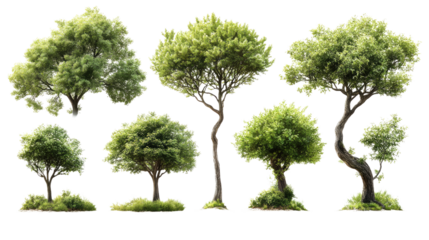 Collection of Trees: A diverse collection of lush, green trees in various shapes and sizes stands ready to enhance any design or visual project, showcasing the beauty of nature's artistry.