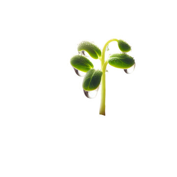 green sprout growing from a tree
