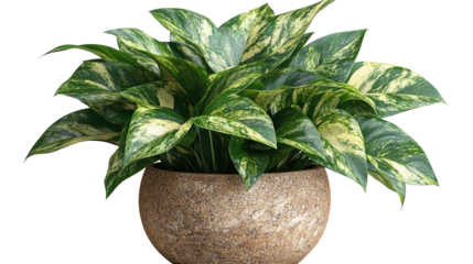Variegated Pothos in Stone Pot: Lush variegated pothos plant with vibrant green and yellow leaves spilling from a textured stone pot, symbolizing growth and vitality.