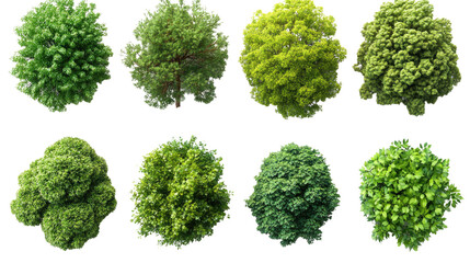 Nature's Palette: Eight vibrant, lush trees in a display of shapes and hues, isolated against a clean backdrop, perfect for design.