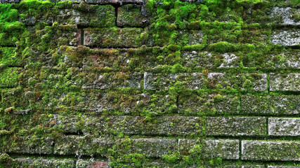 Texture of old brick wall with green moss.