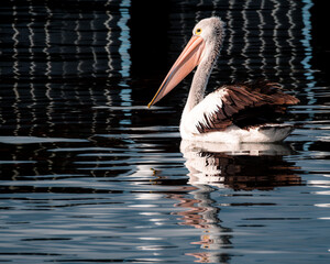 Graceful Australian pelican floating on calm water, its reflection shimmering in rippling patterns, showcasing its elegant posture, long bill, and intricate feather details in stunning natural light.