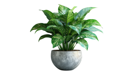 Serene Spathiphyllum in Stone Pot: A vibrant spathiphyllum plant, with its lush green leaves and a modern stone pot, creates a sense of calm and freshness.
