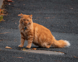 Beautiful ginger cat sitting outdoors on pavement, looking attentively with golden eyes, fluffy fur...