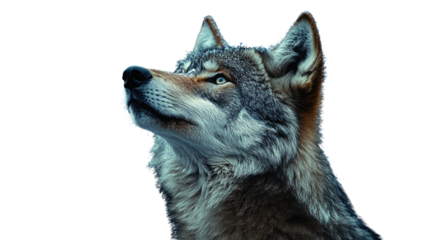 Majestic Wolf Gazing Upwards: A captivating portrait of a gray wolf, showcasing its piercing eyes and noble profile, gazing towards the sky, capturing a sense of wildness, freedom and resilience.