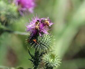 Bees sitting on a purple scotch thistle (onopordum acanthium) flower against a green background