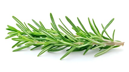 Fototapeta premium rosemary isolated on white background
