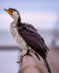 A wet pied cormorant perches on a railing, feathers ruffled from a dive. Its sharp gaze and...
