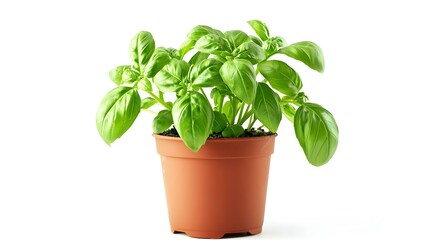 Obraz premium Basil plant in pot isolated on white background