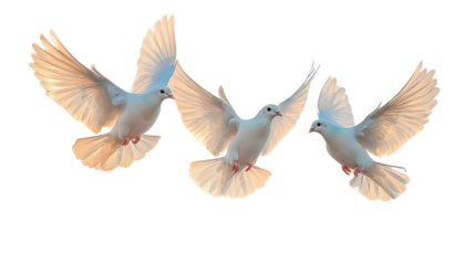 Soaring Trio: Three doves take flight, wings outstretched, symbols of hope, peace, and serenity. Capturing the purity of these birds in a dynamic, uplifting pose.