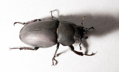 Lucanus cervus is the best-known species of stag beetle (family Lucanidae) in Western Europe....