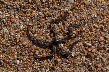 Ophiocoma scolopendrina in its natural habitat. African fauna of the Red Sea.
