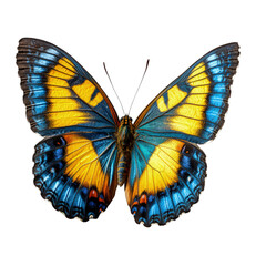 Obraz premium Tropical butterfly with blue and yellow wings on white background, cut out. Perfect for nature, wildlife, and transformation concepts