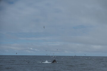 Naklejka premium Whale half breach with flock of seagulls in Kenai Fjords, Alaska