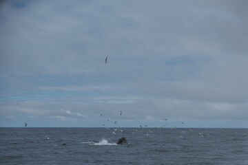 Whale half breach with flock of seagulls in Kenai Fjords, Alaska