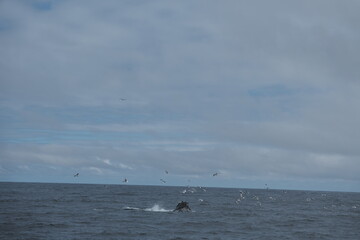 Obraz premium Whale half breach with flock of seagulls in Kenai Fjords, Alaska